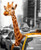 Giraffe Comes to Town