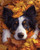 Border Collie in Autumn