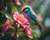 Rainbow Honeyeater Among Blossoms