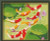 Nine Koi Fish paint by number 40x50cm size