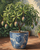 Mango Tree in a Pot