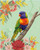Native Rainbow Lorikeet