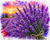 Lavenders