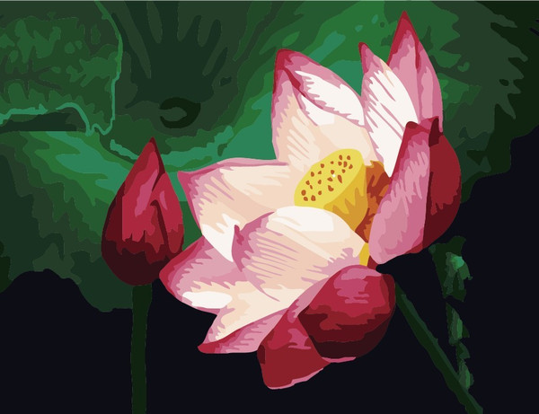 Pink Lotus Pink Lotus