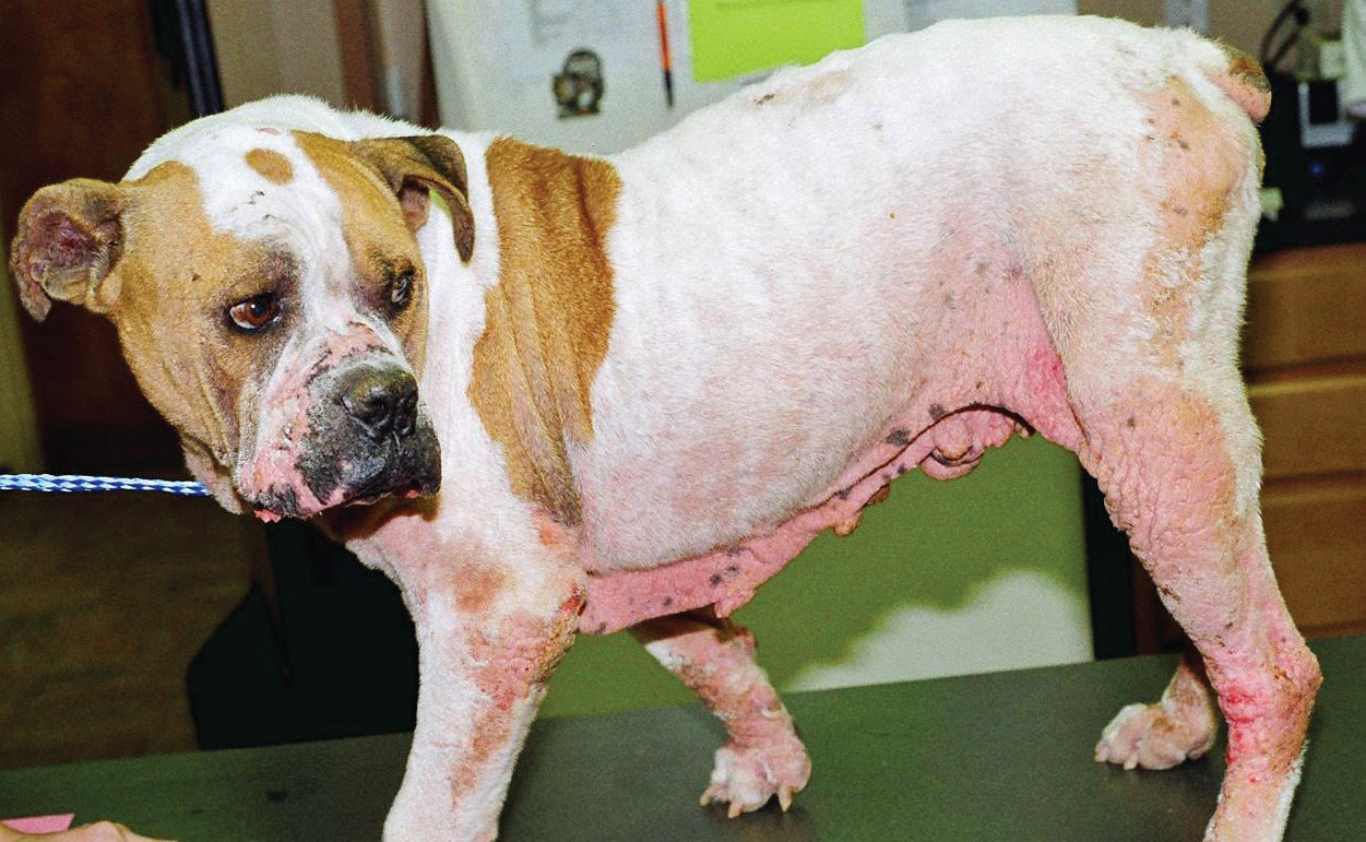 Photo inspiration: Picture Idea: Canine Atopic Dermatitis