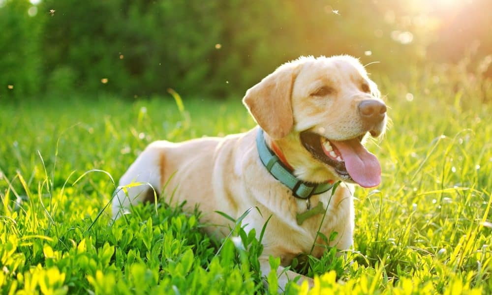 Should I Use The Insect Repellent Citronella for My Dog? Essential Dog