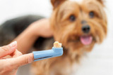 Benefits of Using Dog Toothpaste