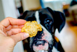 Benefits of Vegan Dog Treats