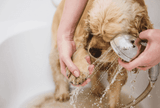 How to Treat Dog Dermatitis at Home