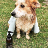 Another Happy Customer after an Essential Dog Shampoo of Chamomile, sweet orange and rosewood