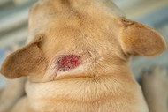 Common Skin Conditions in Dogs