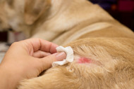 Dog Dermatitis