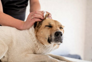 Dog Ear Cleaning: When and Why