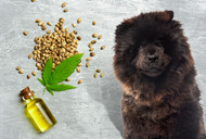 Hemp Seed Oil For Dogs: How Can It Help Your Pet?
