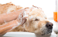 Can I Use Human Shampoo to Bathe My Dog?