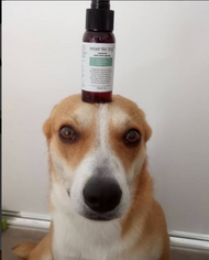 Riley is such a clever boy!! Pictured here with our Dermal Scratch Spray