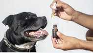 Six Reasons to Use Hemp Seed Oil for Dogs