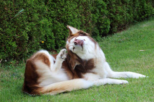 4 Benefits of Oatmeal Shampoo for Dogs to Reduce Itchy Skin
