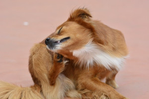 Why You Should Use an Anti Itch Spray for Your Dog