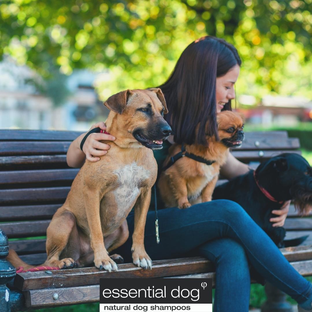 Your Dogs Itchy Skin Could Be Rain Rot Learn How To Help - otmbhga