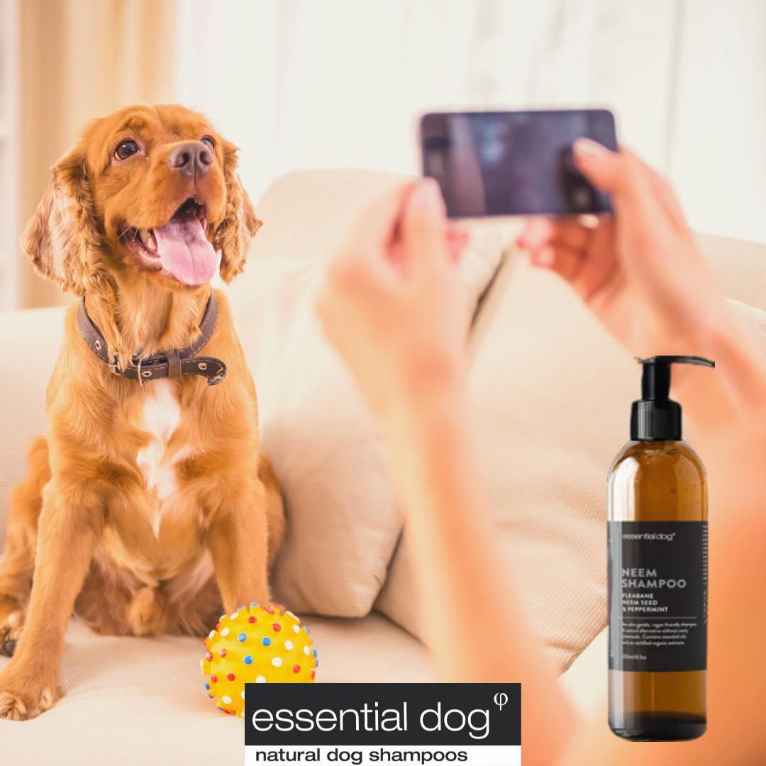 Different types of Grooming Products for Dogs Dog shampoos for