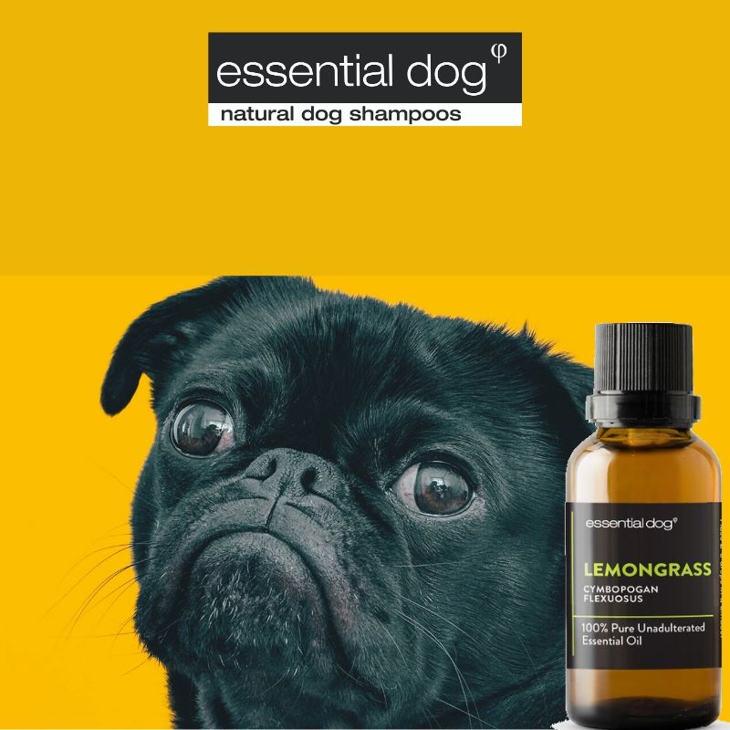 Are Essential Oils Safe for Dogs? Essential Dog