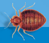 Common Bed Bug