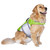 Seachoice 86285 Dog Life Jacket, Color: Green, Size: XL - 86285