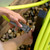 Flexzilla Garden Lead-in Hose 5/8" x 5' 3/4" - 11 1/2 GHT Fittings ZillaGreen - HFZG505YW