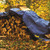 Performance Tool Blue Standard Duty Tarp: 6' X 8'