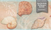 GB10021 Seashells Peel and Stick Wallpaper Border 10in Height x 15ft Light Green Pink Orange
