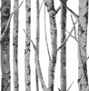 NW34800 Birch Trees Monochrome Botanical Theme Vinyl Self-Adhesive Wallpaper NextWall Peel & Stick Collection Made in United States