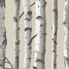 Brewster 2532-20418 Bath Bath Bath IV Irvin Grey Birch Tree Wallpaper