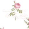 Norwall Rose Garden 2 CG28820 Script Rose Wallpaper Pink, Green