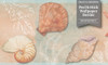 GB10021 Seashells Peel and Stick Wallpaper Border 10in Height x 15ft Light Green Pink Orange