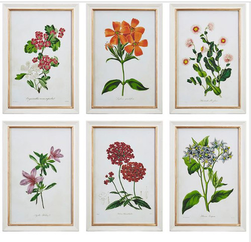 Set of 6 Botanical Flowers Prints, Framed,  17.75"