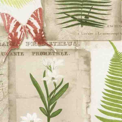 Norwall Wallcoverings  FK34416 Fresh Kitchens 5 Parchment Ferns Wallpaper Red, Green, Brown