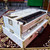 side view of white color national music India 3 line 9 scale changer harmonium with built in shruti box