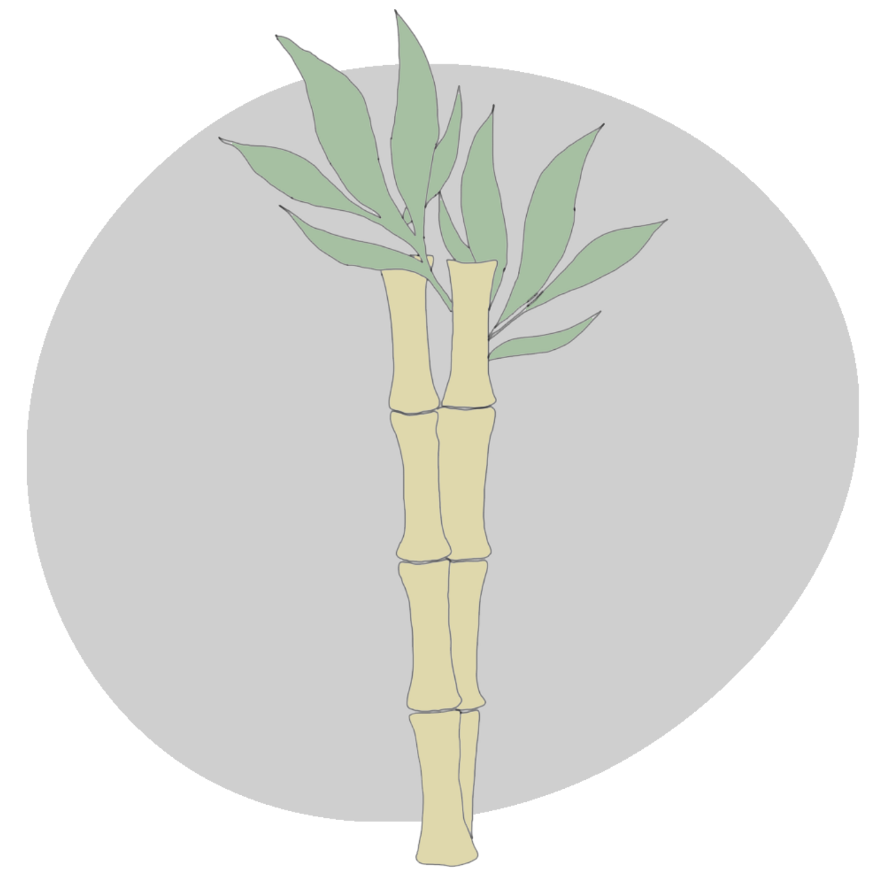 Cane Sugar