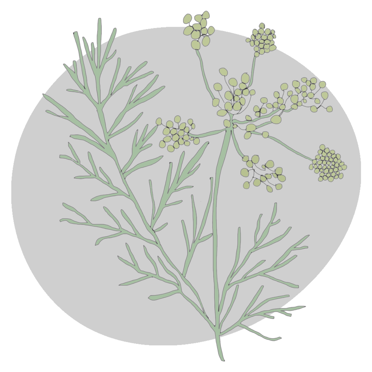 Fennel