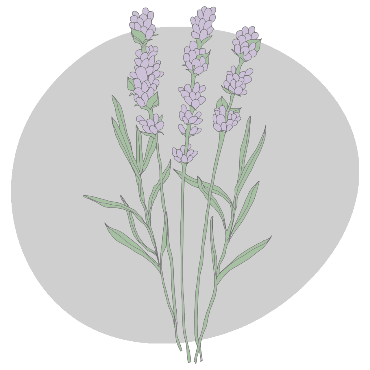 Lavender