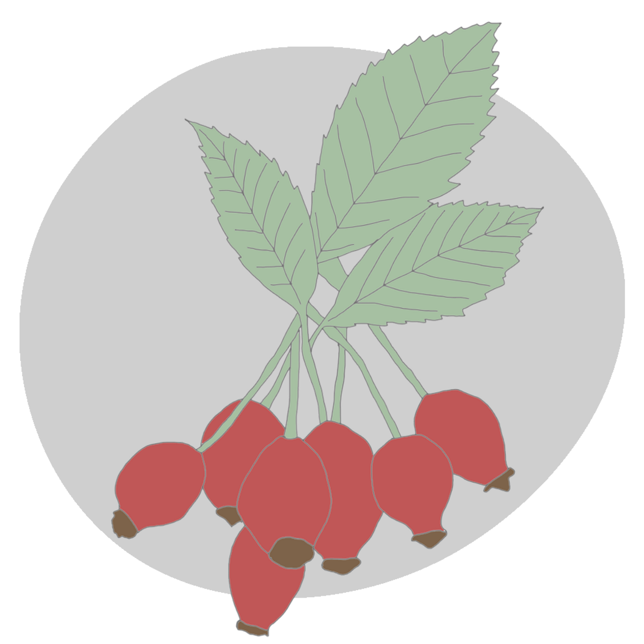 Rosehip