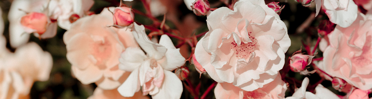 Nourishing & Anti-Ageing Nourishing & Anti-Ageing