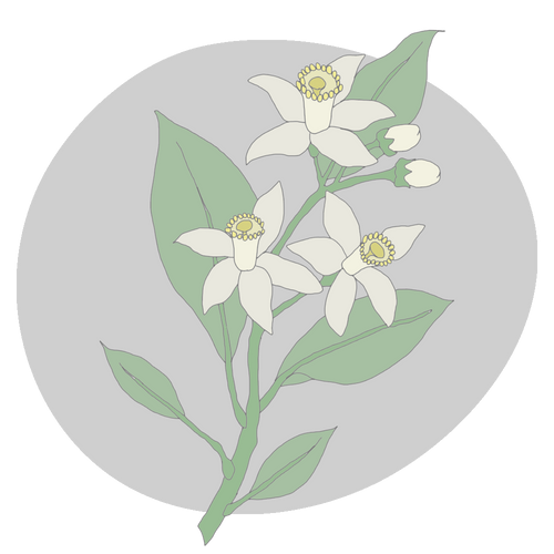 Neroli (Orange Flower)