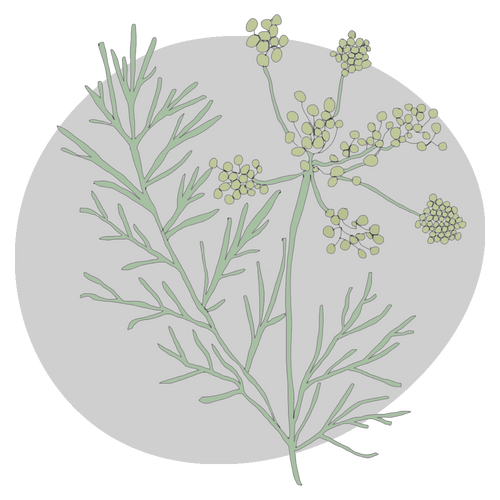 Fennel