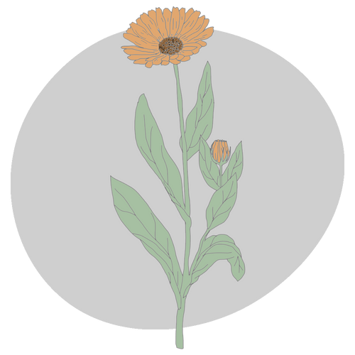 Calendula (Marigold)