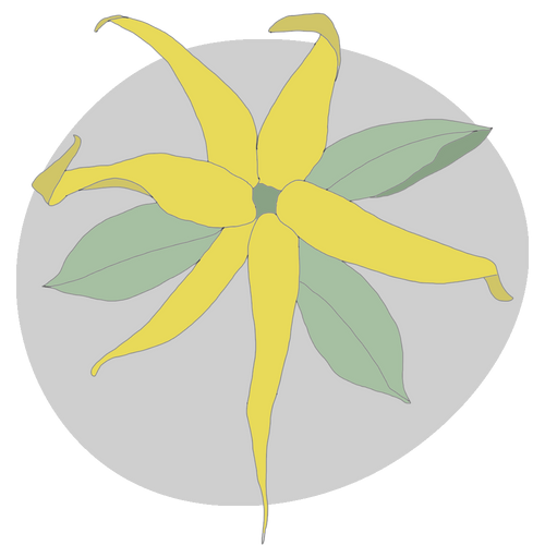 Ylang Ylang
