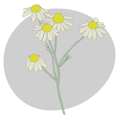Chamomile