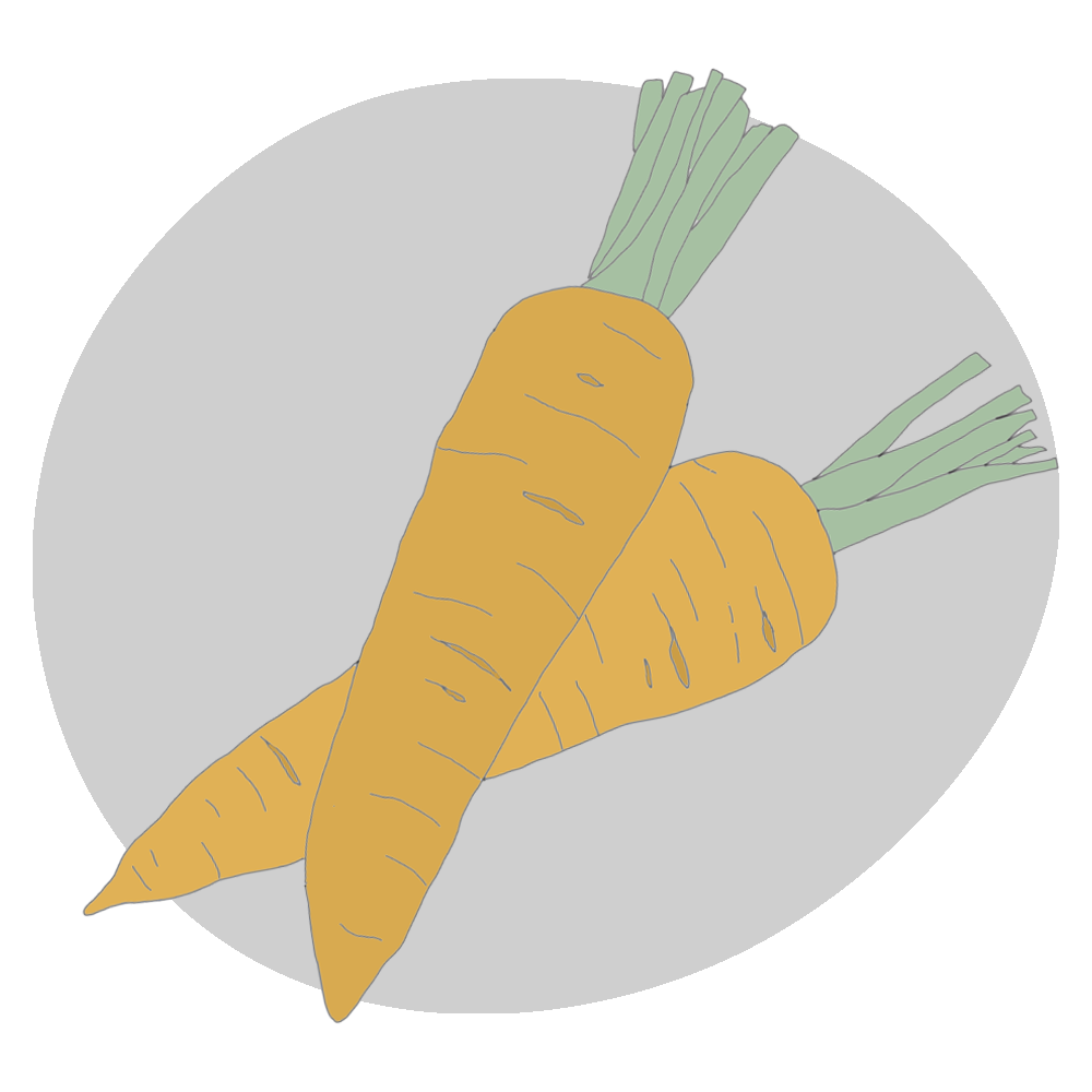 Carrot Drawing