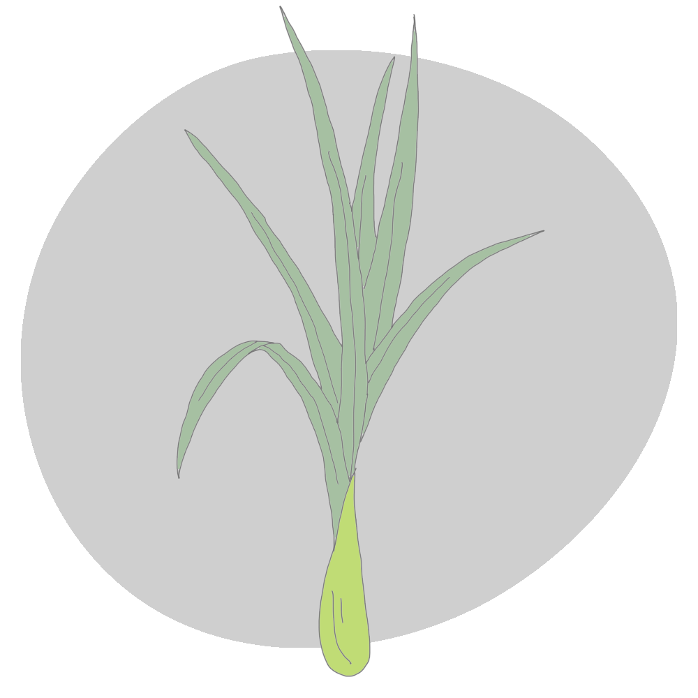 lemongrass.png